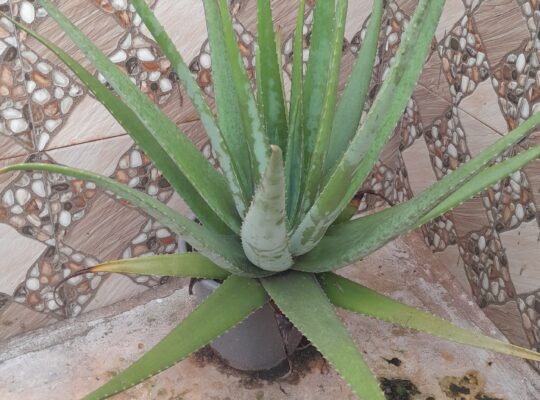 How To Grow Aleo Vera In Container