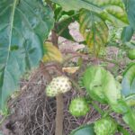 Cultivating Noni Fruits in Nigeria