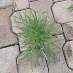 Goosegrass Control Tips for Your Garden