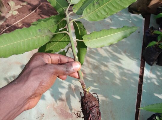 Propagating Mango Trees through Air Layering
