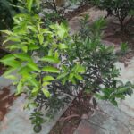 A Guide to Successfully Growing Willowleaf Mandarin Trees