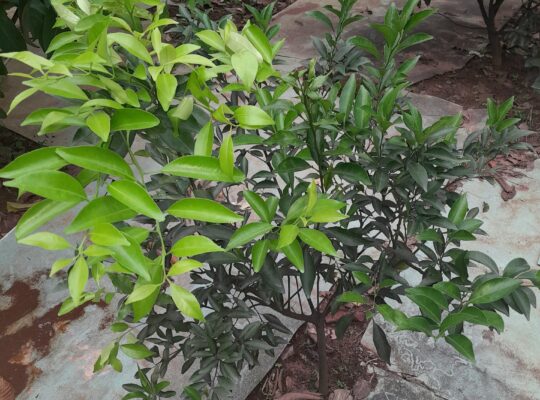A Guide to Successfully Growing Willowleaf Mandarin Trees