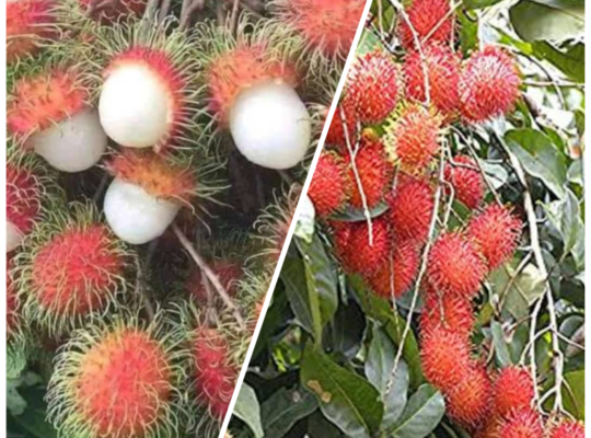 Rambutan Cultivation Guide In Nigeria