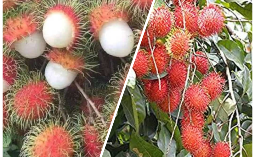 Rambutan Cultivation Guide In Nigeria