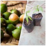 Best Way To Germinating Spanish Lime Seeds