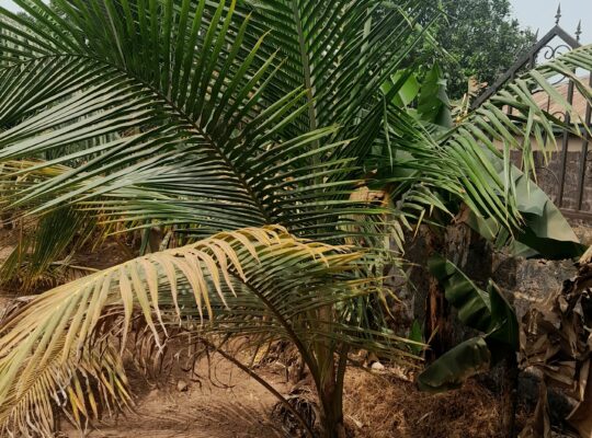 Planting And Caring For Coconut Trees