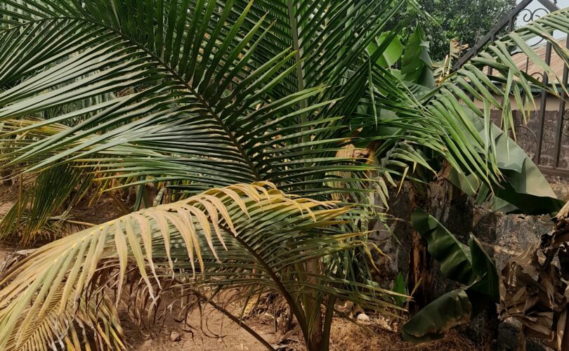 Planting And Caring For Coconut Trees